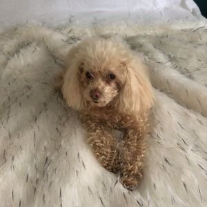 Meet your Posher, Dorisell